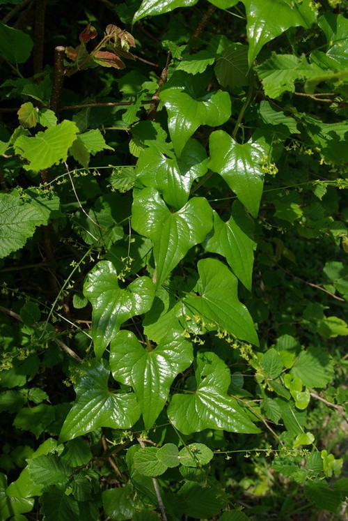 Dioscorea communis