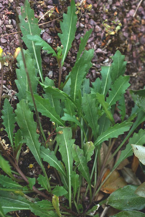 feuille
