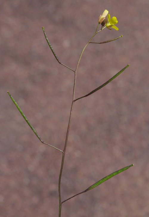 fruit