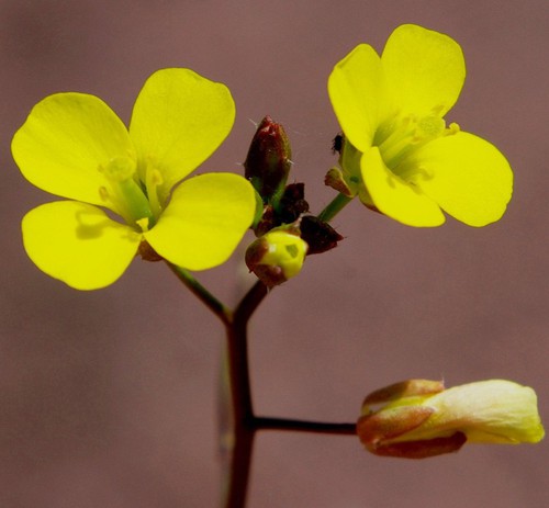 inflorescence