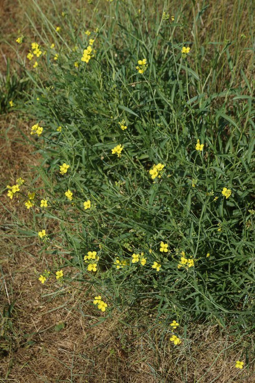 Diplotaxis tenuifolia