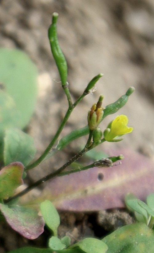 fruit