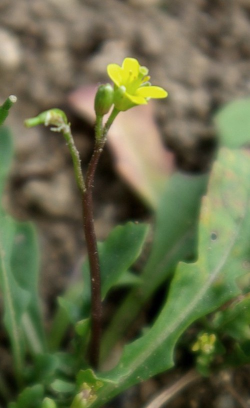 inflorescence
