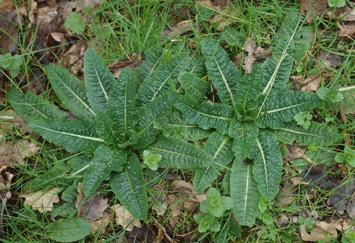 feuille basale