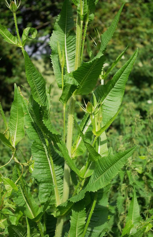 feuille
