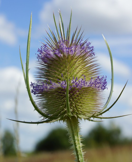 inflorescence