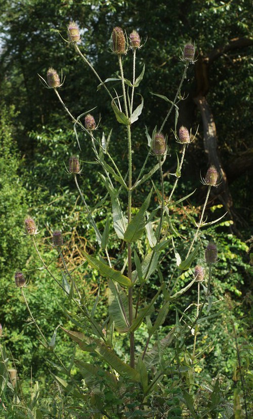Plante entière