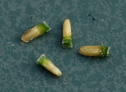 fruit