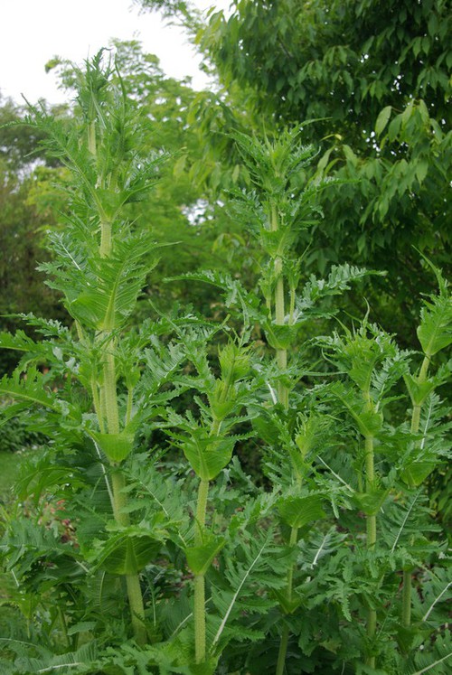 Dipsacus laciniatus