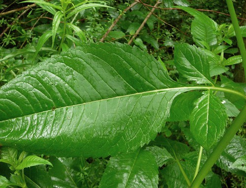 Détail feuille superieure
