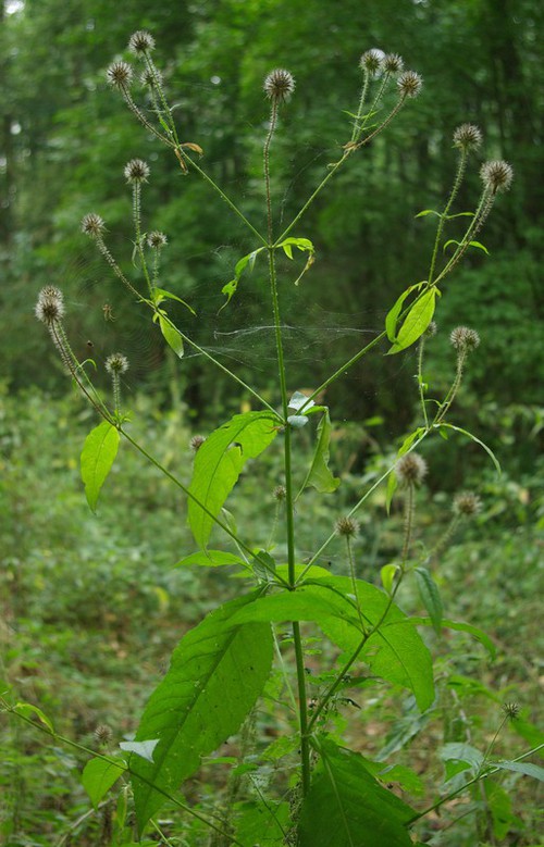 Dipsacus pilosus