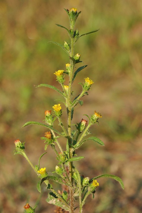 Inflorescence