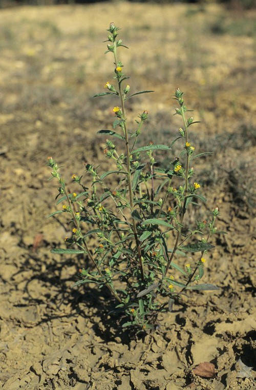 Dittrichia graveolens