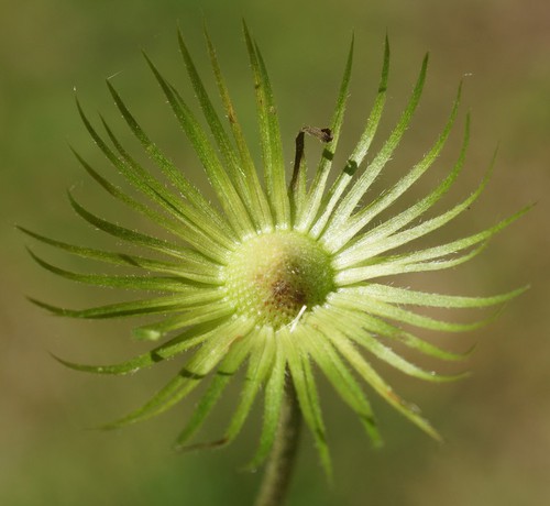 bractées