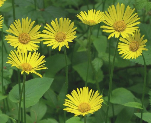 inflorescence