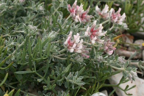 Dorycnium pentaphyllum