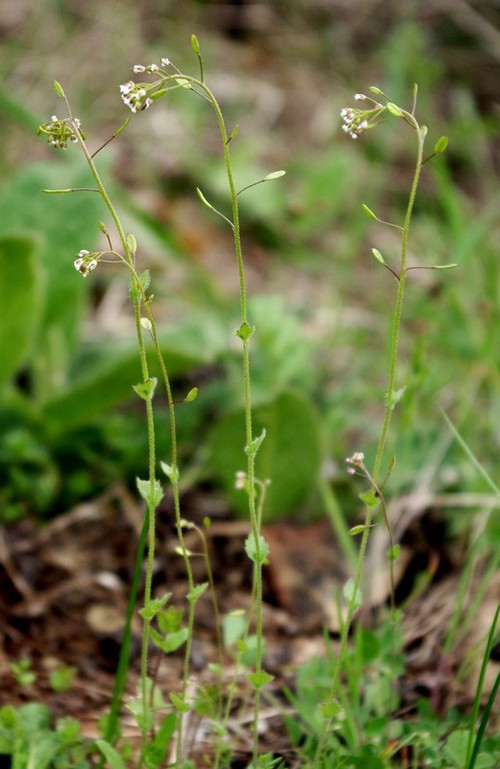 Draba muralis