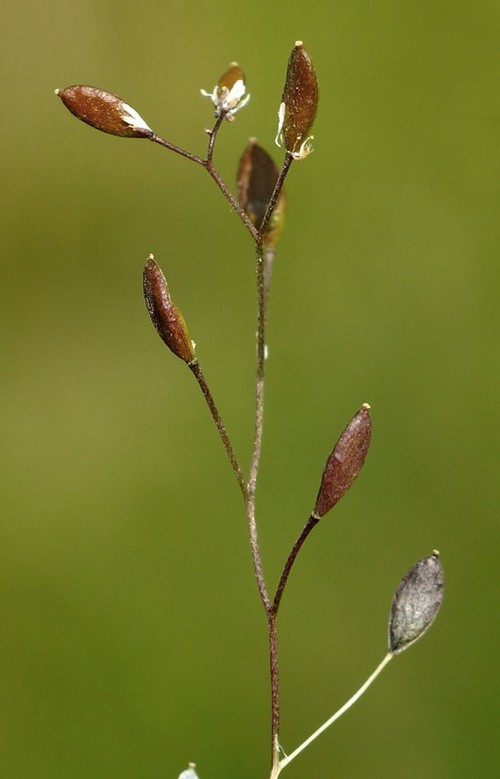 fruit