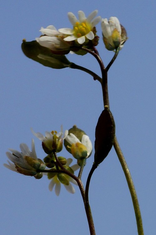 inflorescence