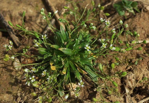 Plante entière
