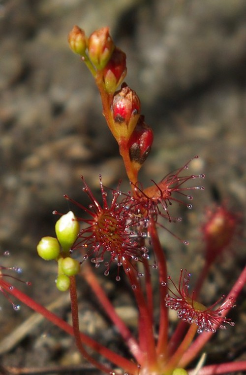 détail fruit