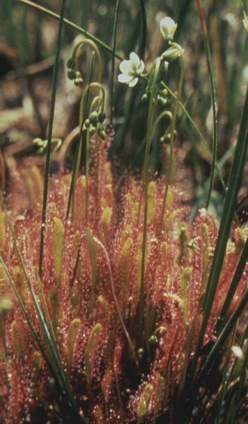 Plante entière