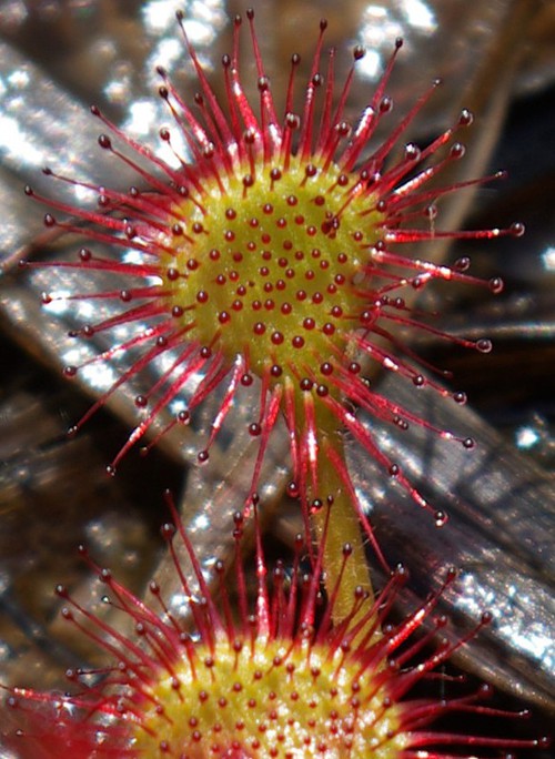 détail feuille