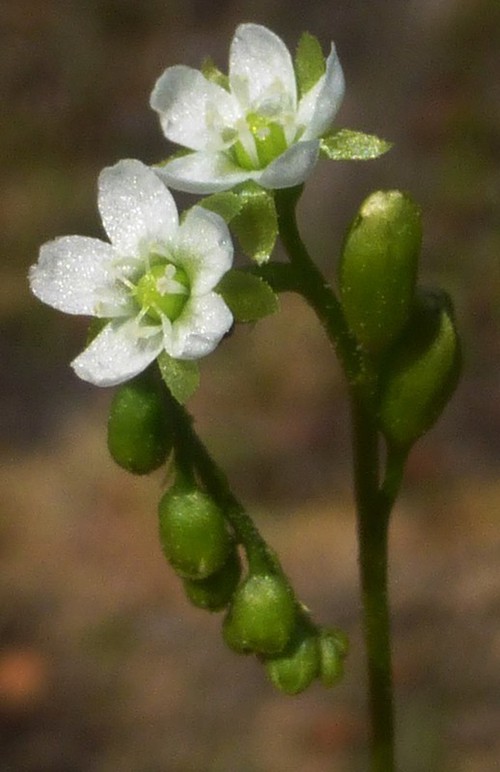 détail fleur