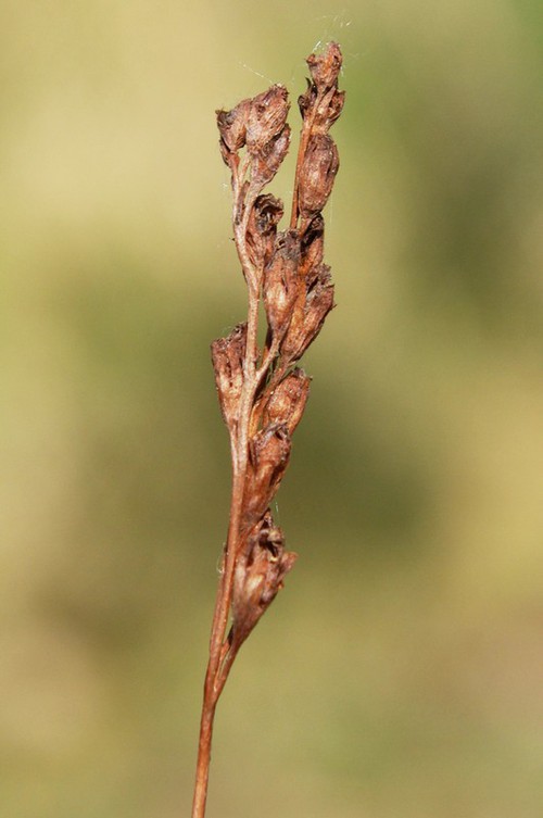 détail fruit