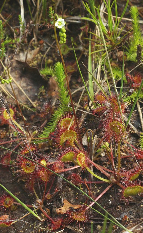 Plante entière