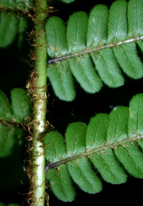 détail fronde