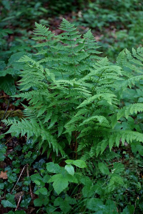 Dryopteris carthusiana