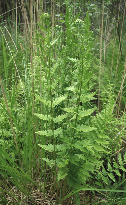 Dryopteris cristata