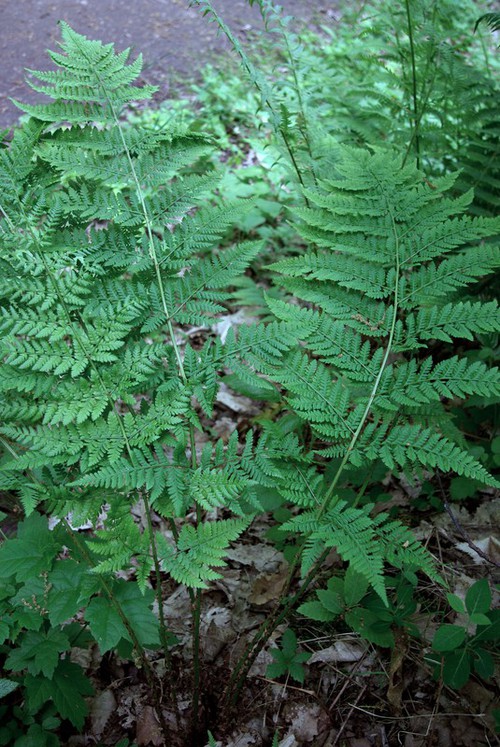fronde