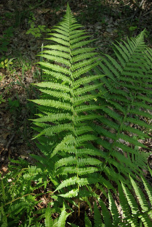 fronde