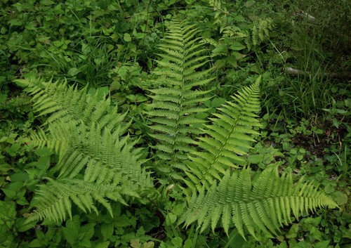Plante entière