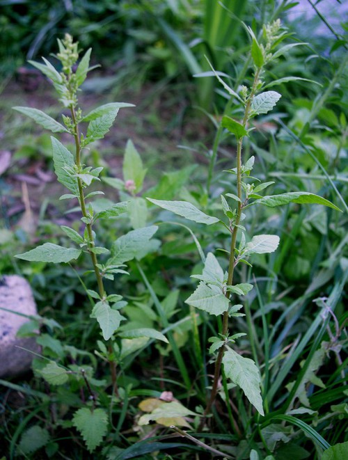 Dysphania ambrosioides