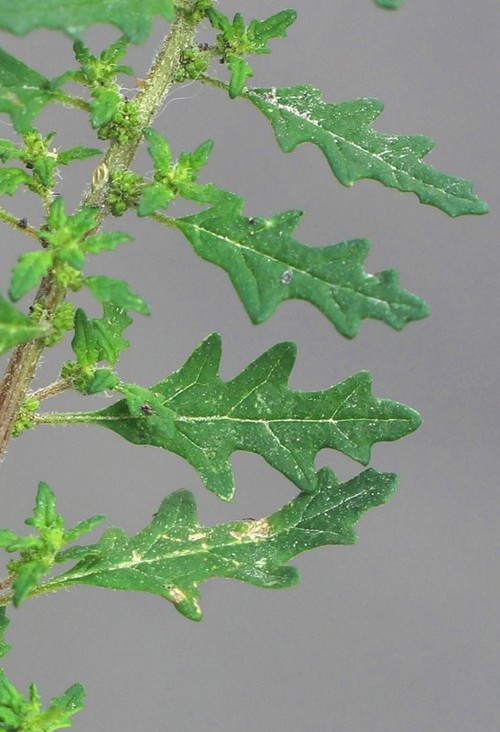 feuille