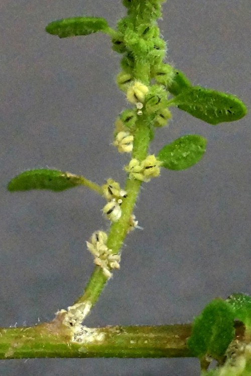 fruit