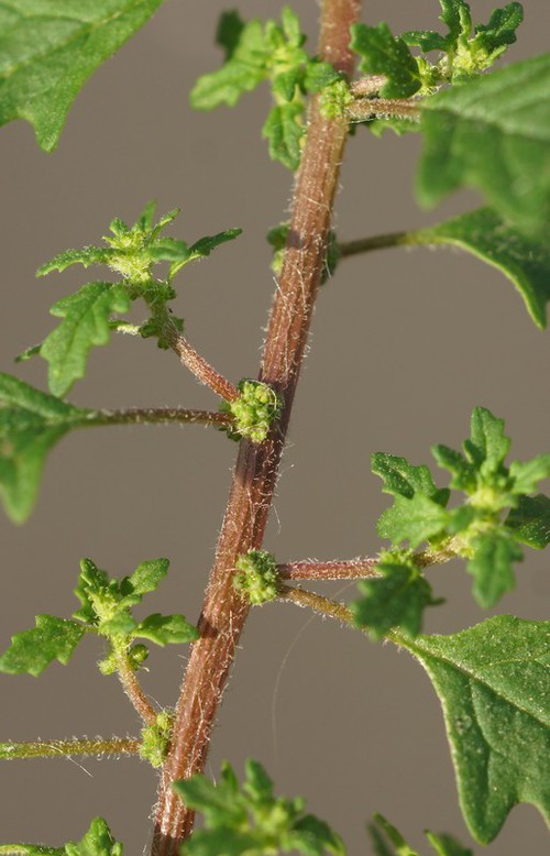 inflorescence