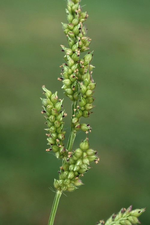 Inflorescence
