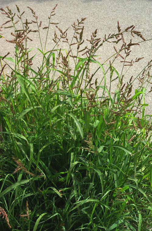 Echinochloa crus-galli