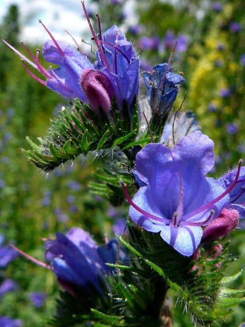 détail fleur