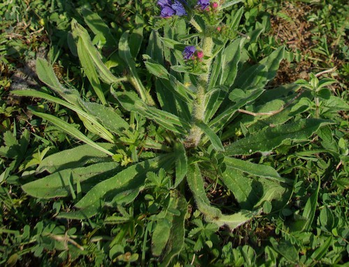 feuille