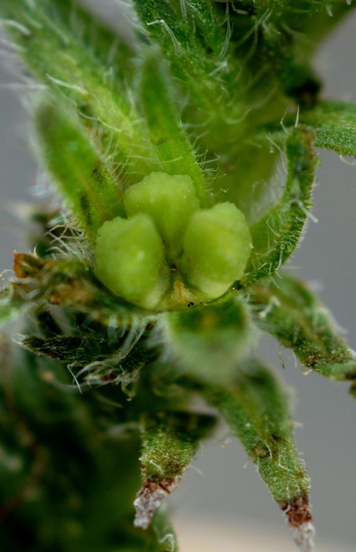 fruit