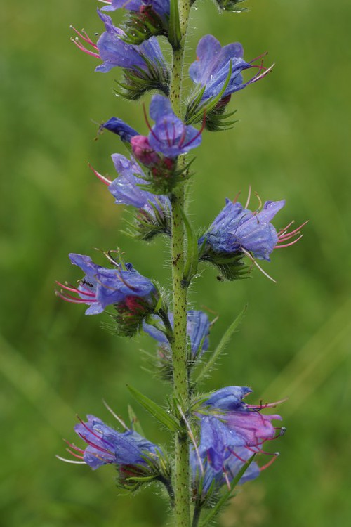 inflorescence