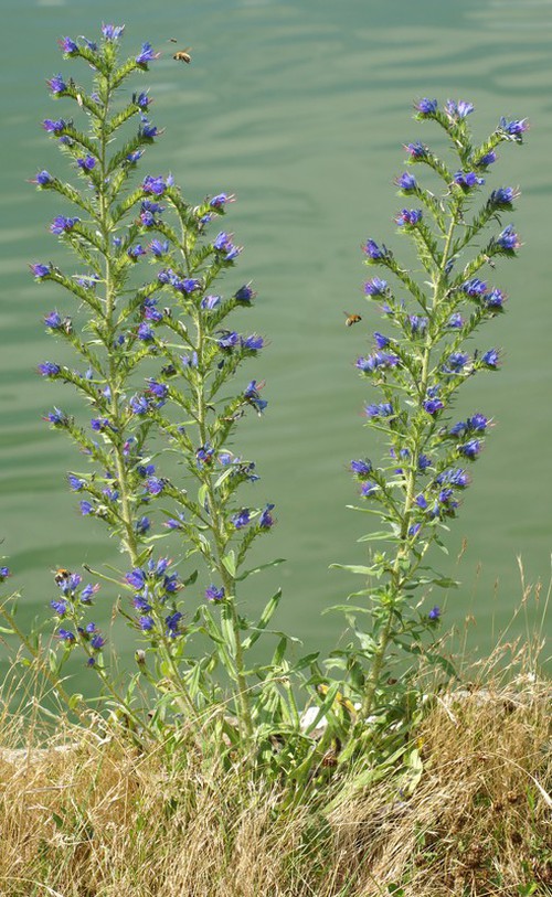 Plante entière