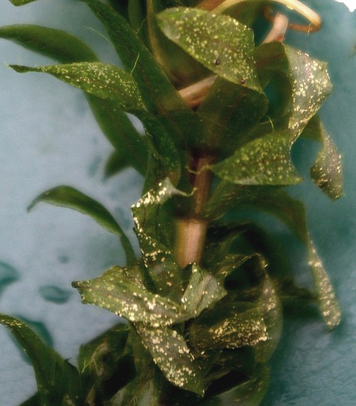feuille