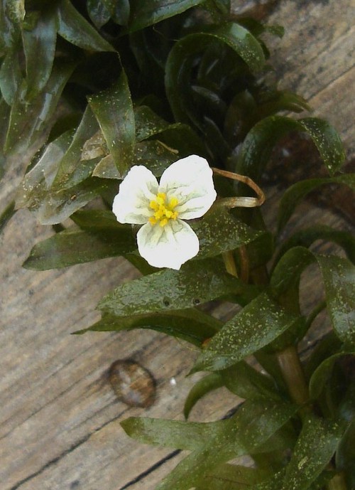 fleur