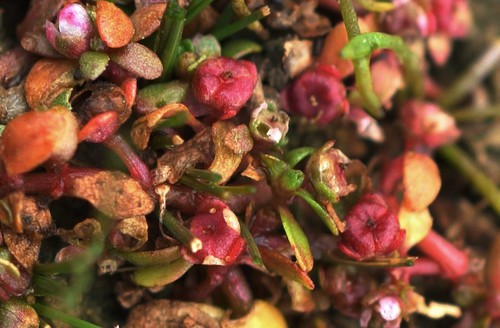 fruit